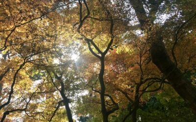 Casa de Repouso Bem Vivere: Passeios Diários e Contato com a Natureza na Terceira Idade