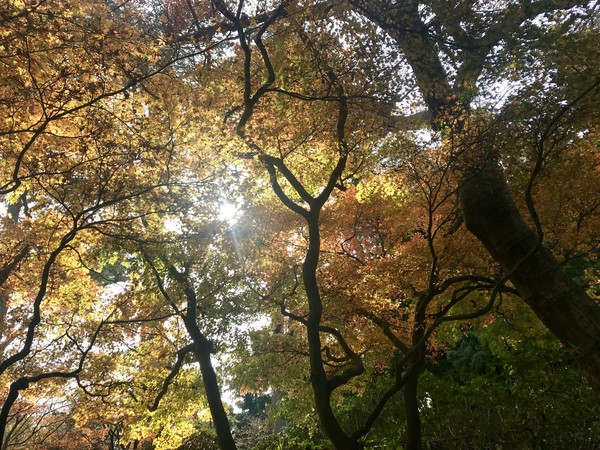 Casa de Repouso Bem Vivere: Passeios Diários e Contato com a Natureza na Terceira Idade